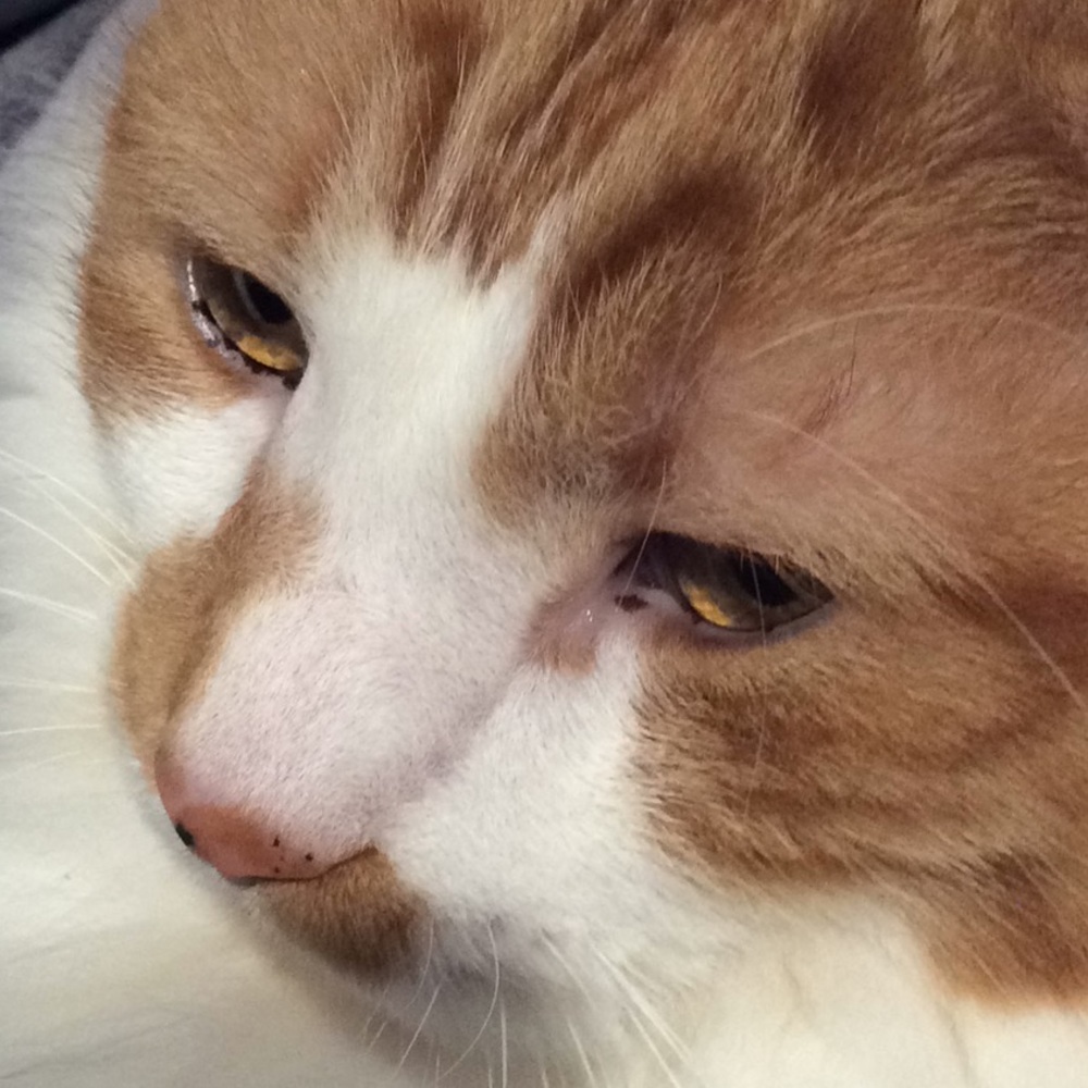 Meet your Posher, Jackson